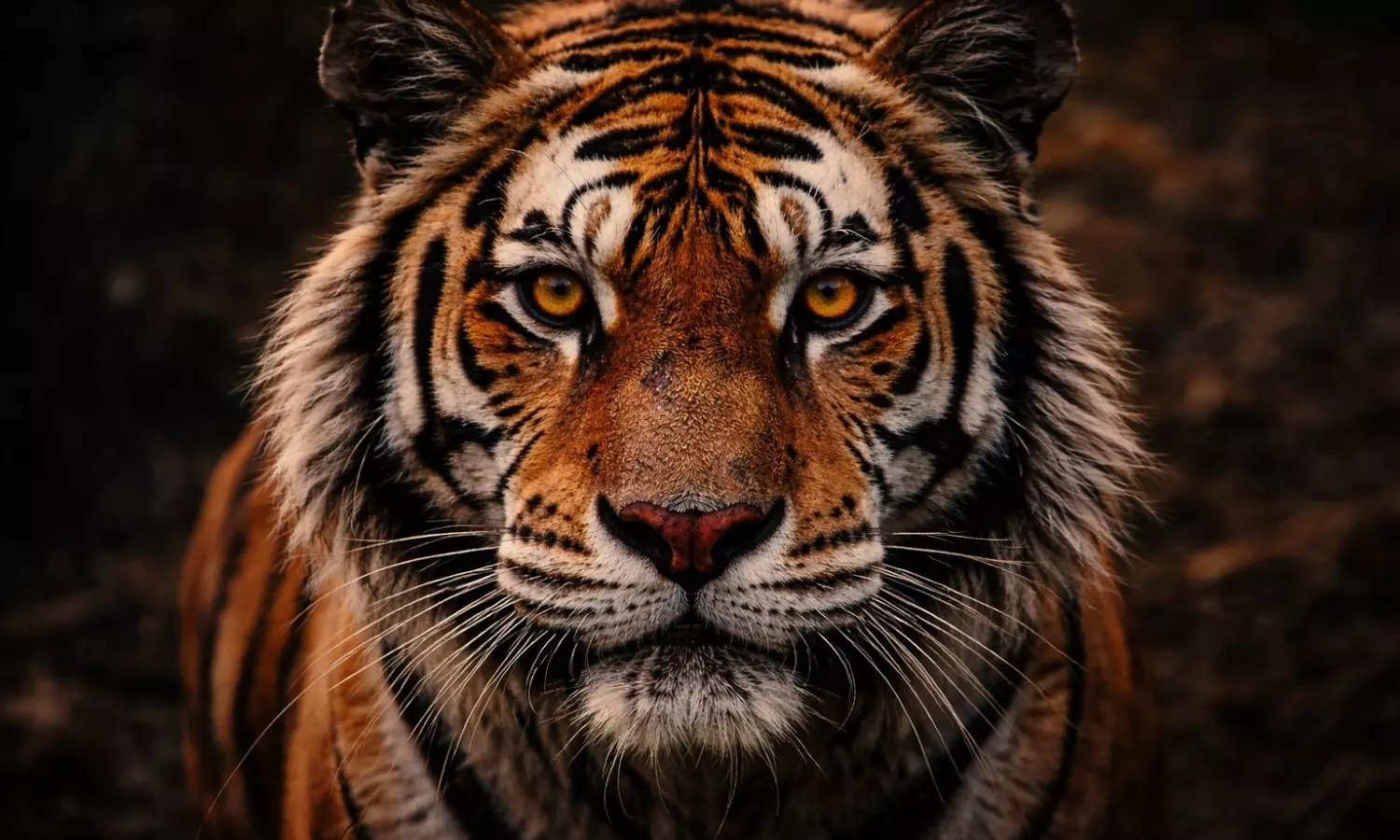 Corbett Tiger Poaching: CBI Names Officers, State Says Nothing Happened Corbett Tiger Poaching: CBI Names Officers, State Says Nothing Happened