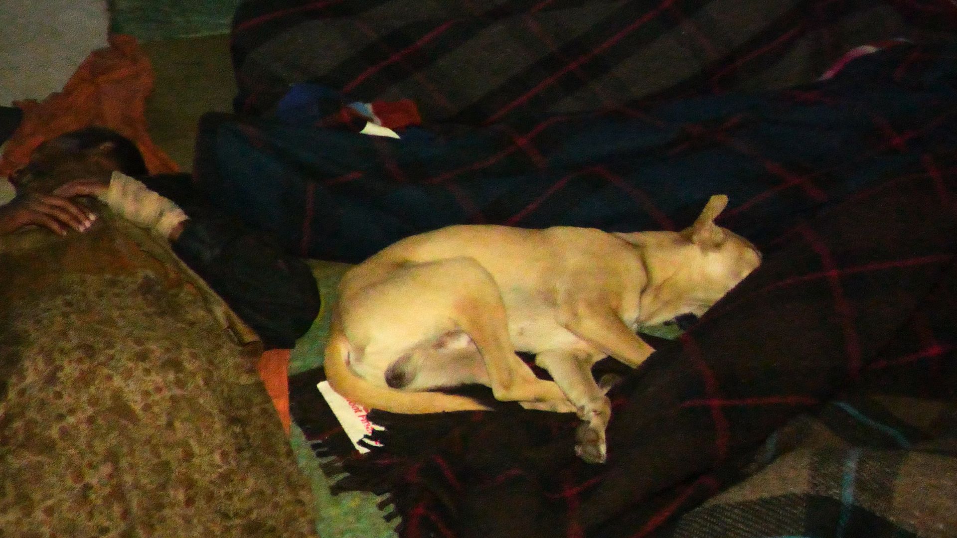 Dog sleeping next to humans in a night shelter
