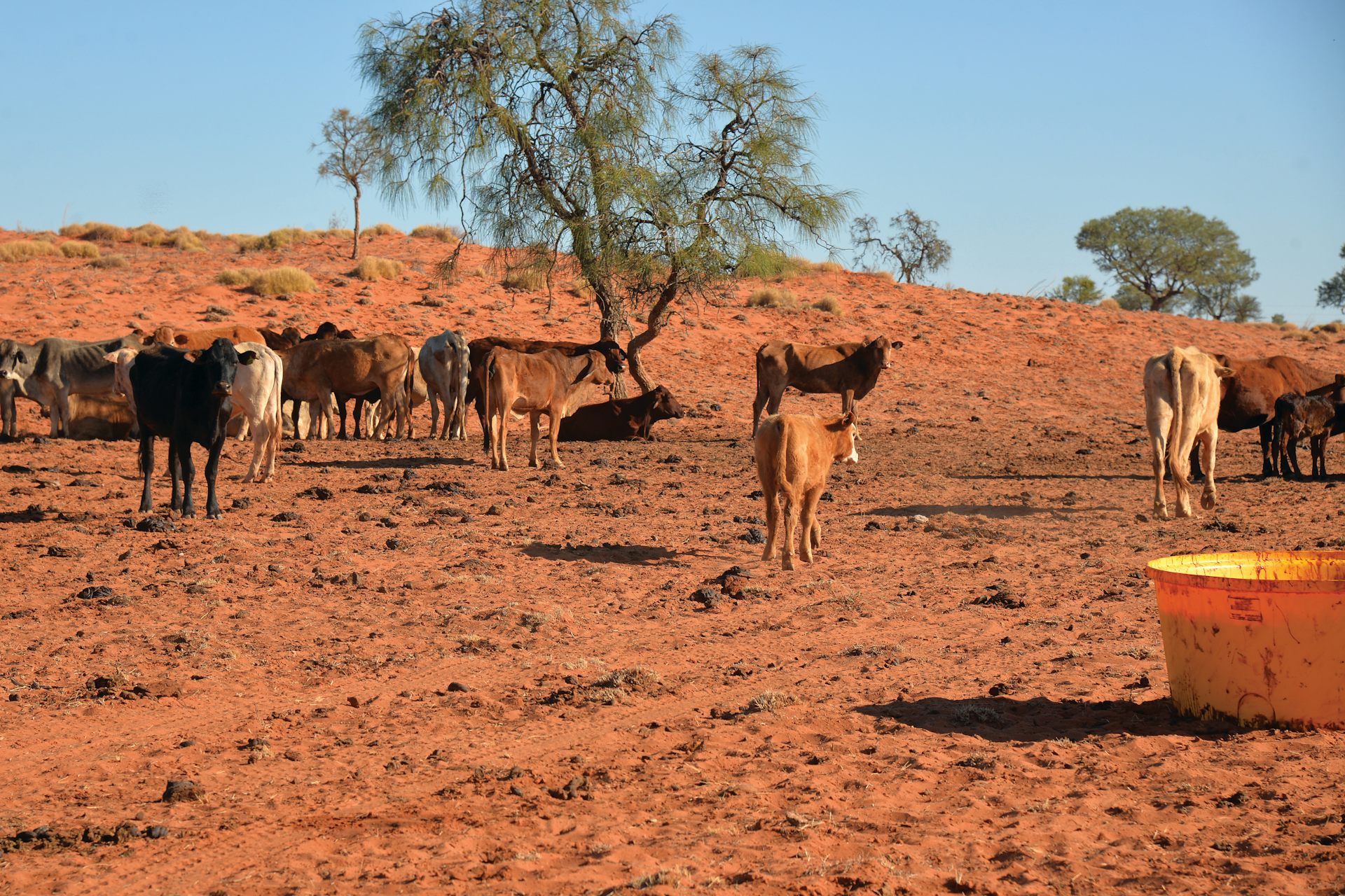 skinny cows grazing in dry paddock